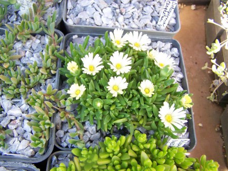Delosperma